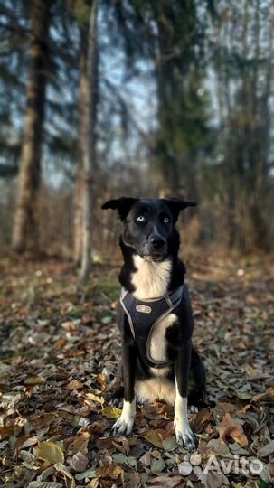 Выгульщик собак