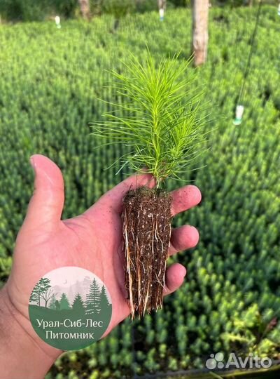 Сосна зкс окс сеянцы Ель Лиственница Голуб Горная