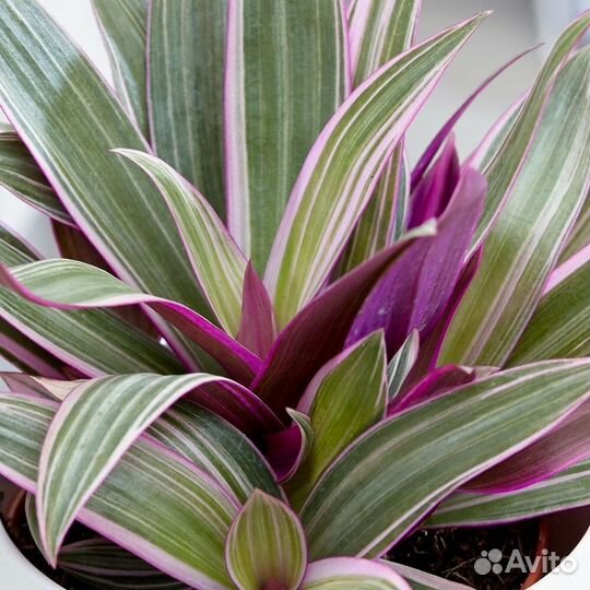 Традесканции, пеперомия