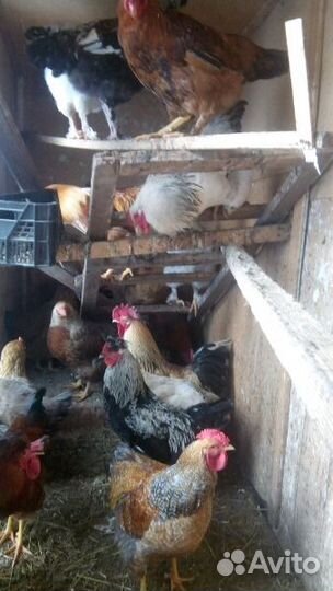 Петухи куры