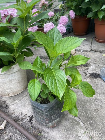 Гортензия розовая