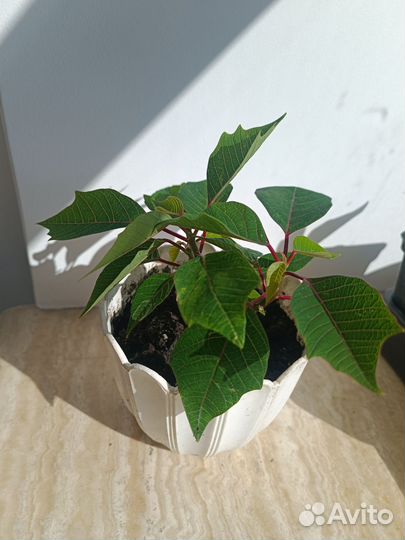 Пуансеттия или Рождественская звезда