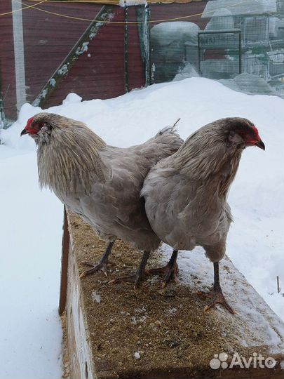 Петухи амераукана лаванда и черные
