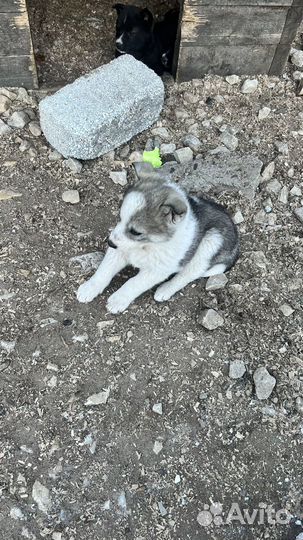 Щенки в добрые руки