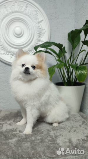 Померанский шпиц вязка