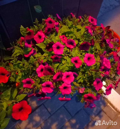 Петуния в больших кашпо