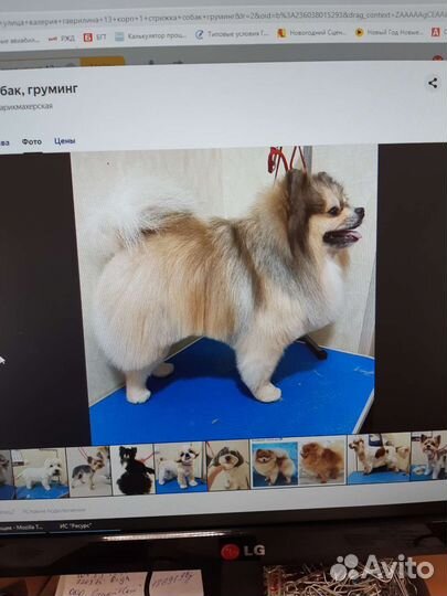 Померанский шпиц медвежьего типа