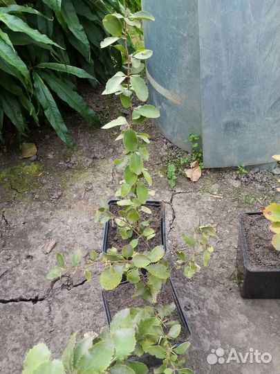 Барбарис. Спирея Голдфлейм куст