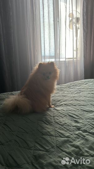 Померанский шпиц вязка кобель