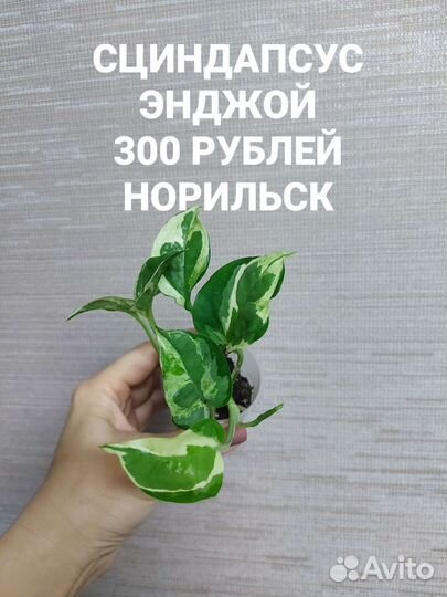 Филодендрон, сциндапсус