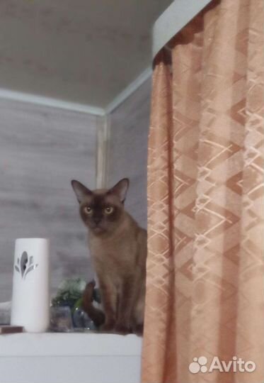 Бурманские котята