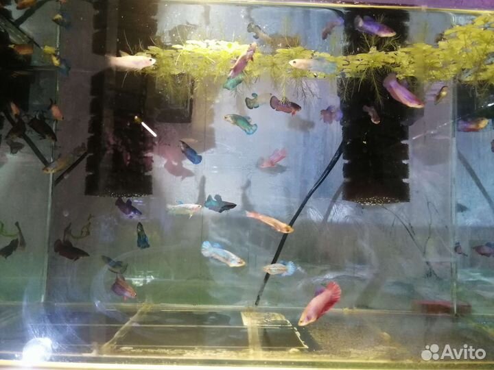 Рыба Петушок