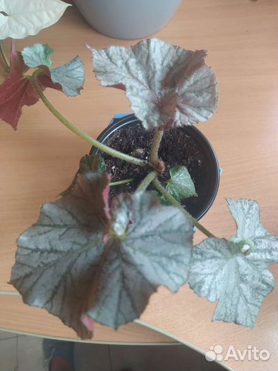 Бегония декоративно лиственная и вечно цветущая