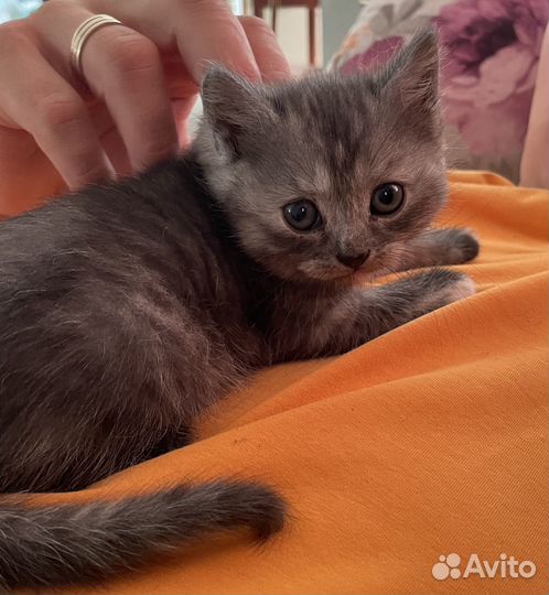 Отдам котёнка (девочка)