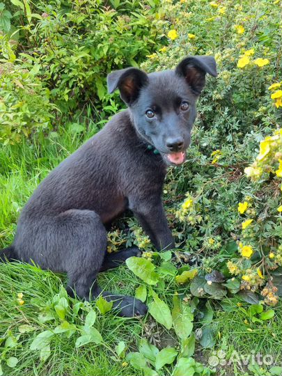 Собака в добрые руки даром