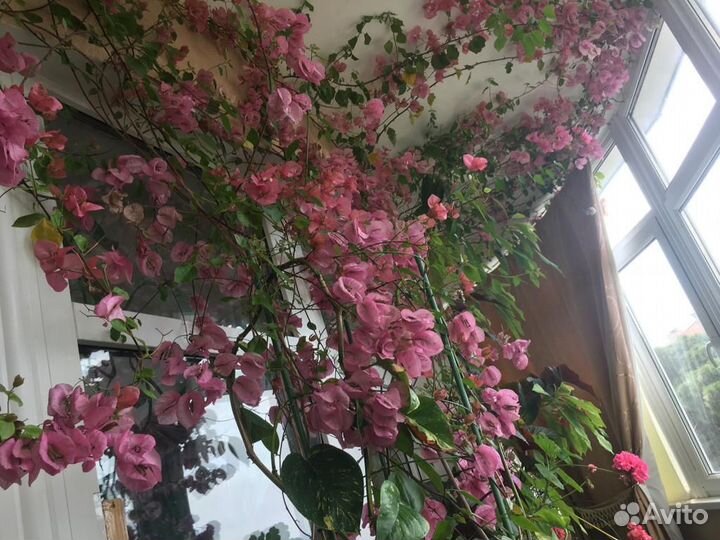 Комнатные цветы