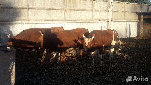 Порода бычков симментал. Телята симменталы 1 месяц. Симментальской бычок 600 кг. Герефорд бычки телята. Бычки на откорм кбр.