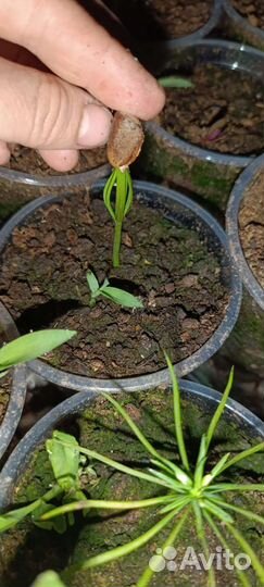 Саженцы кедра корейского