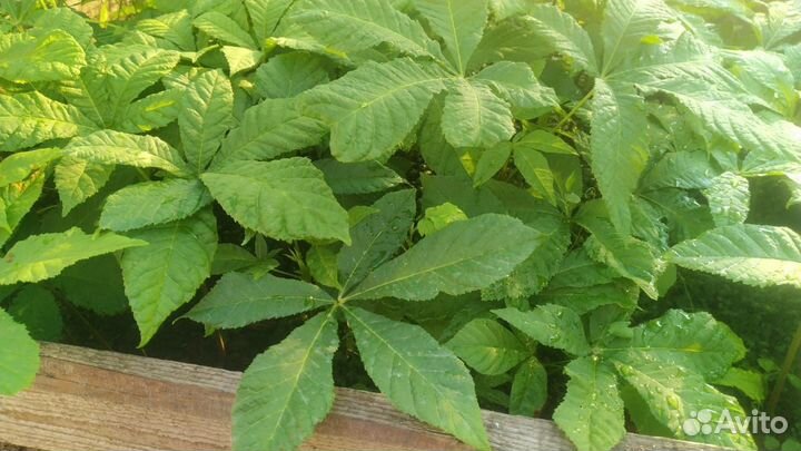 Саженцы каштана двухлетние