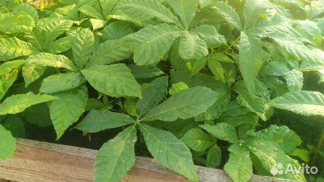 Саженцы каштана двухлетние