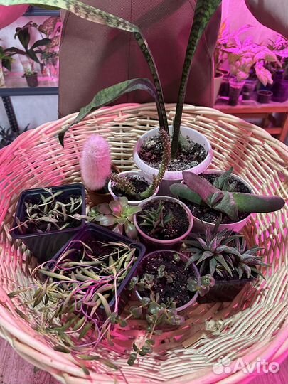 Суккуленты