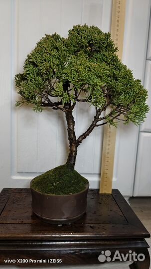 Дерево бонсай живое можжевельник