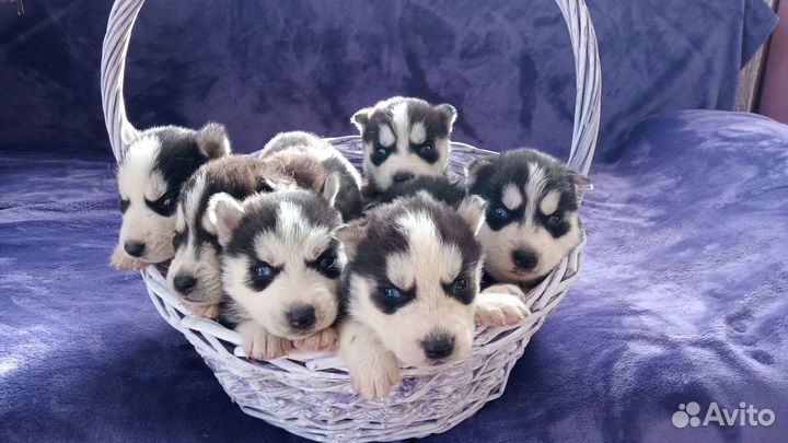 Щенки сибирской хаски