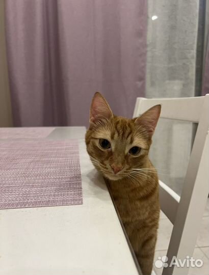 Отдам кота в добрые руки