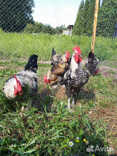 Молодые петухи