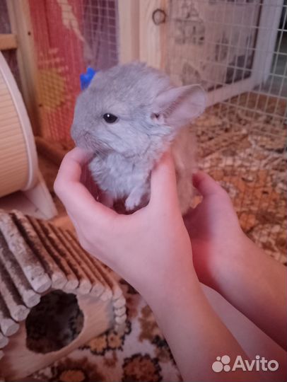 Милый пушистый грызун шиншила