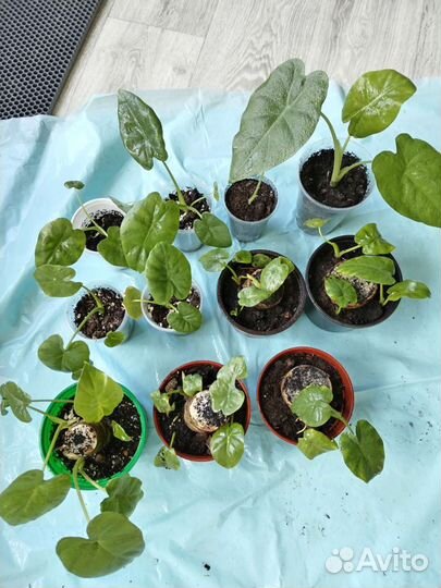 Алоказия Арма