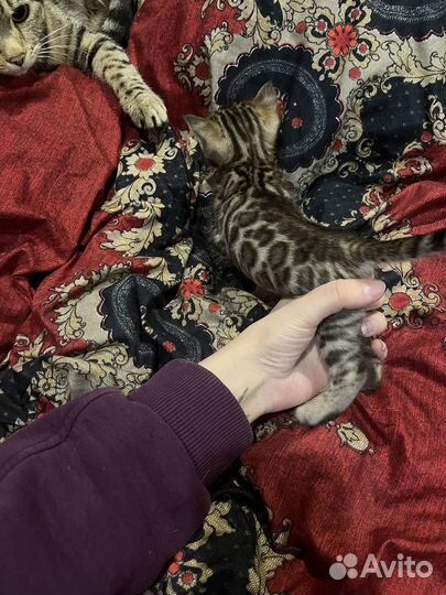 Бенгальские котята