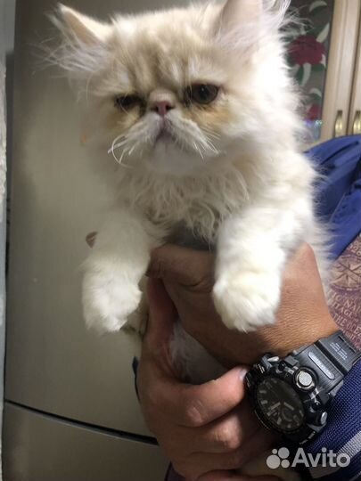 Персидские котята, 4 мальчика