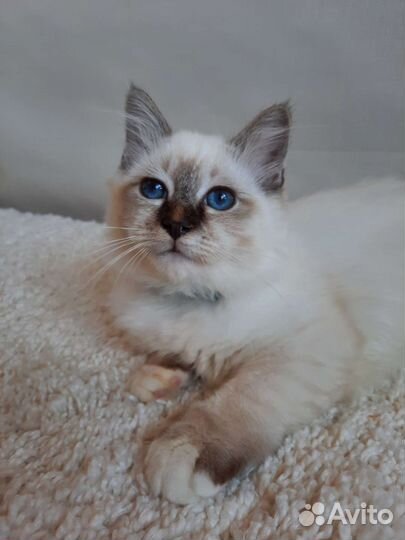 Священная бирма-мальчик