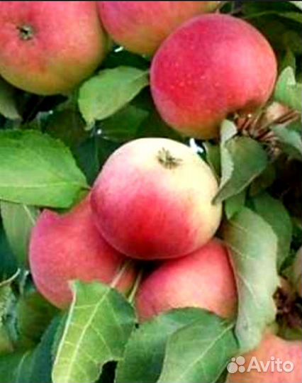 Малина свежая, яблочки триумф,пастила