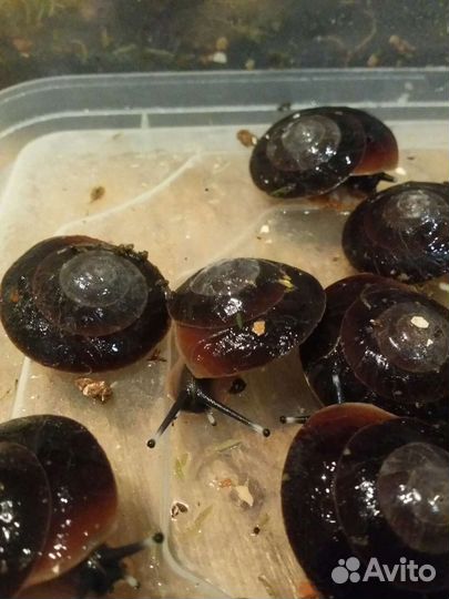 Древесные улитята экселенсы