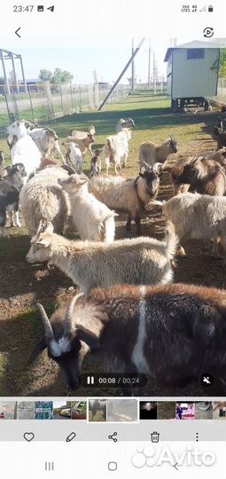 Козы 30голов