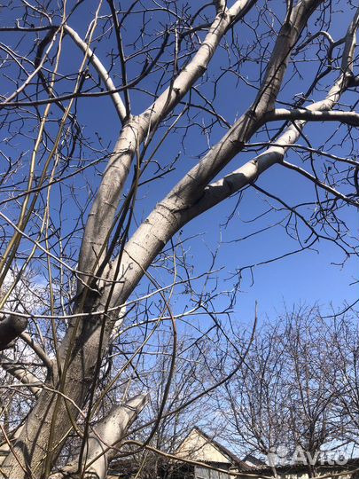 Ствол грецкого ореха