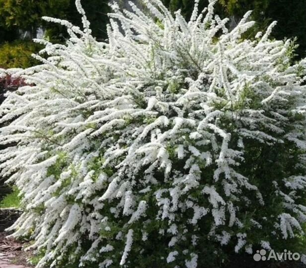 Спирея, пионы, роза