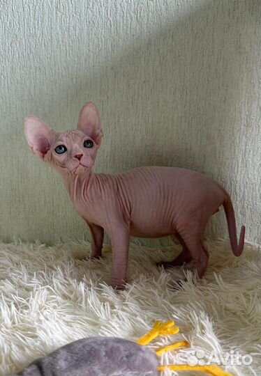 Канадский сфинкс