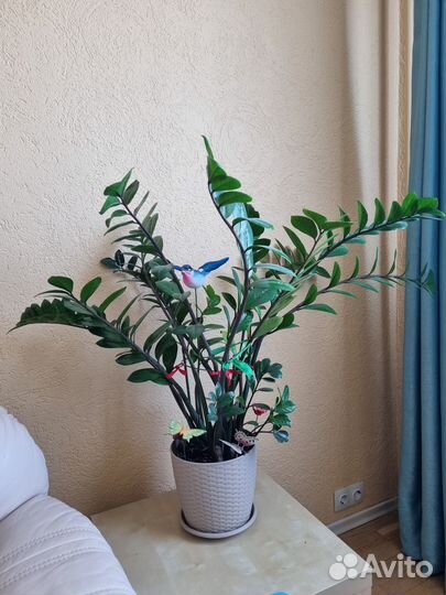 Замиокулькас