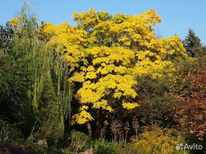 Бархат Амурский