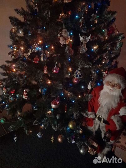 Ель Кавказская Люкс