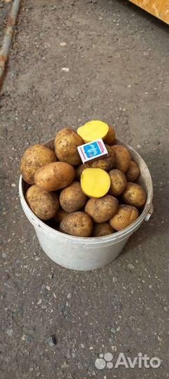 Продам картофель