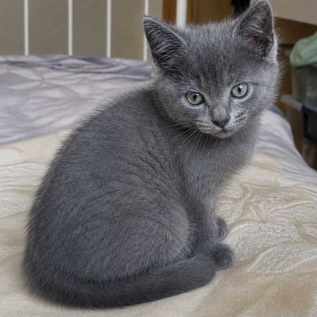 Котёнок в добрые руки