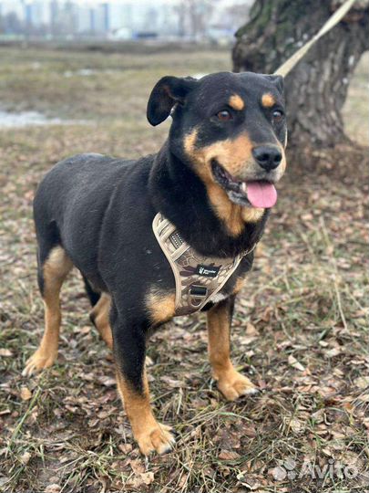 Обаятельный Брюс мечтает о семье и доме