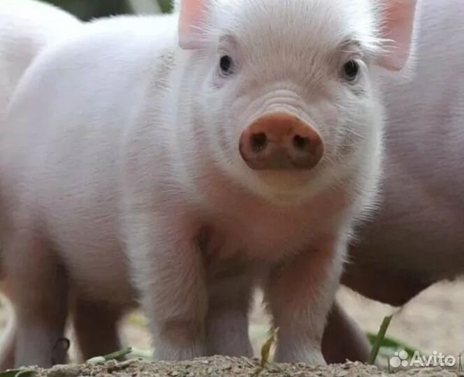 Животноводческая ферма