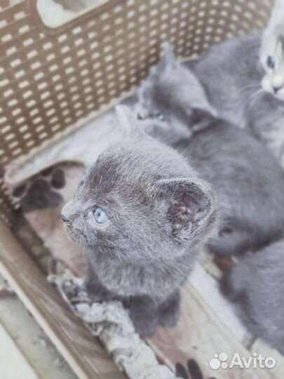 Кошка в дар бесплатно