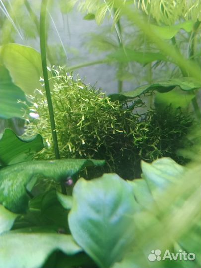 Аквариумные растения