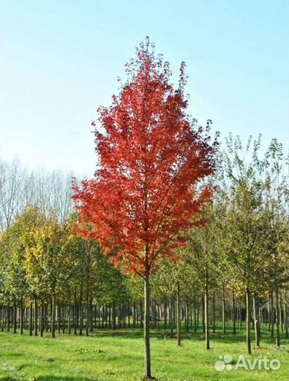 Клен красный